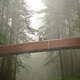 Ranger with visitor in fog on Lady Bird Johnson Grove footbridge, Redwood National Park.